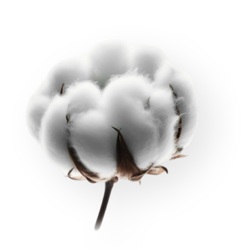 Cotton 2 1
